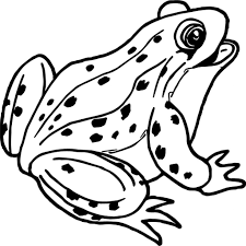 Are you looking for frog coloring pages to teach your little one more about these amphibians? Coloring Rocks Frog Coloring Pages Coloring Pages Animal Coloring Pages