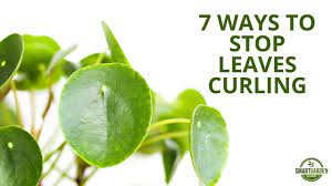 See more ideas about chinese money plant, pilea peperomioides, money plant. 7 Ways To Fix Curling Leaves On Your Pilea Peperomioides Chinese Money Plant Youtube