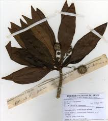 Image result for Breonadia