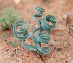 Image result for Dipcadi brevifolium