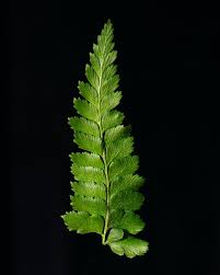 Image result for Microlepia