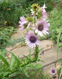 Image result for Berkheya speciosa