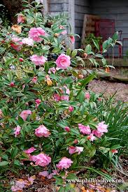 Camellias Taylors Perfection Bloom Shade Garden Day