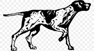 Any of a breed of large, lean hunting dog similar to, and probably descended from the same stock as, the pointer, with a short, thick coat, liver or liver and white in color … english world dictionary. German Shorthaired Pointer German Wirehaired Pointer Vizsla Slovak Rough Haired Pointer Png 768x446px German Shorthaired Pointer