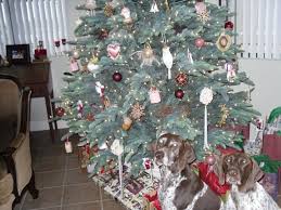 Typical sun foliage, showing quadrangular needles with stomata on all surfaces; Bh Noble Fir Artificial Christmas Tree Contemporary San Francisco By Balsam Hill