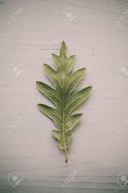 Oaks have spirally arranged leaves, with lobate margins in many species; Oak Tree Leaves On White Background Green Oak Leaf Texture And Stock Photo Picture And Royalty Free Image Image 83456210