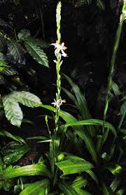 Image result for Chlorophytum bowkeri