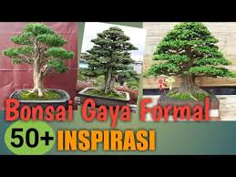 50 Inspirasi Bonsai Gaya Formal Youtube