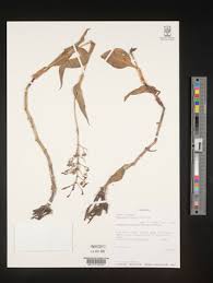 Image result for Aneilema dregeanum