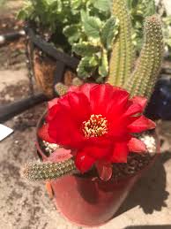 The peanut cactus is also known to science as echinopsis. Peanut Cactus Bloom Cactus
