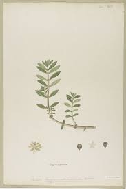 Image result for Bergia capensis