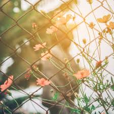 Check spelling or type a new query. 7 Climbing Vines To Cover Up Your Ugly Fencing Architectural Digest