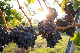 If you believe this is the reason there are no grapes on your vine, do things differently next year. The Poor Man S Grapes Growing A Vineyard From Nearly Nothing By Richard Morgan Age Of Awareness Medium