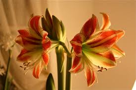 Image result for Hippeastrum