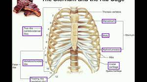 In most tetrapods, ribs surround the chest, enabling the lungs to expand and thus facilitate breathing by expanding the chest cavity. Ruth Esqueda