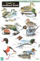 Guide To Wetland Birds Identification Chart By Hulyer D