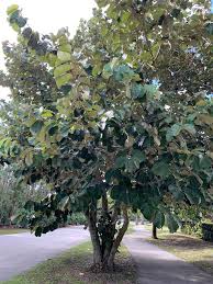 Image result for Pterospermum acerifolium