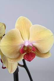Pin On Phalaenopsis Orchids Of Alice Adventures Zoom