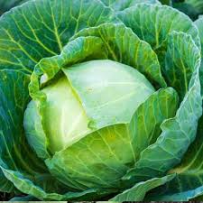 Hybrid Cabbage