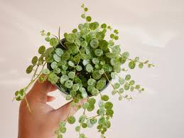Image result for Peperomia leptostachya