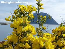 Ciondolo a forma di fiore giallo in oro, citrino e diamanti. Macchia Mediterranea Biologia Marina Del Mediterraneo