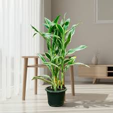 Image result for Dracaena sanderiana