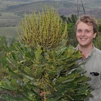 Image result for Astropanax myrianthus