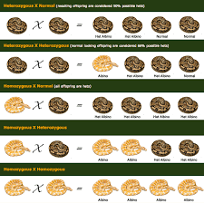 Image Result For Ball Python Morph Chart Breeding Danger