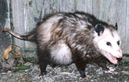 Reproduction Life Cycle Opossum Society Of The United States