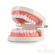 Image result for ochrana chrupu