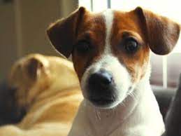 The book features the story of jack russell, a jack russell terrier who goes on detective adventures with his dog friends. The Most Popular Names For Jack Russell Terriers