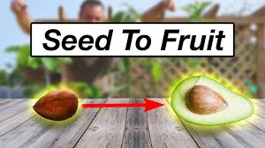 Maybe you would like to learn more about one of these? Easily Prune Fruit Trees Correctly Youtube