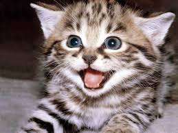 Ruyada Yavru Kedi Oldurmek Ruyandagor Com