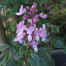 Image result for Syncolostemon