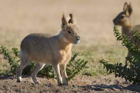 29 Cute Animals That Are Native To Latin America Animals Cute Animals Nocturnal Animals