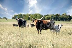 Land for sale in texas. How To Buy Land In Texas Rethink Rural Blog