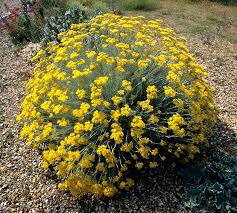 Image result for Helichrysum lastii
