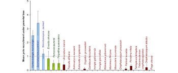 Image result for Antrocaryon nannanii