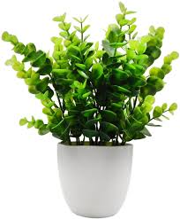 The type that is usually referred to for the home gardener, is e. Amazon Com Offidix Mini Artificial Eucalyptus Plants With Vase For Office Desk Fake Plant With Plastic Pots For Home Shower Room Decoration Green Kitchen Dining