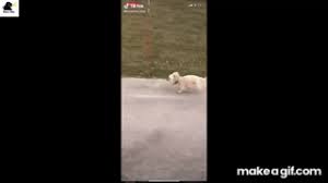 You Wanna See Some Real Speed Tik Tok Compilation On Make A Gif