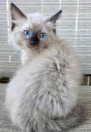 All our ragdoll kittens are litter trained, dewormed, socialized, and receive 2 sets of. Ragdoll Cats For Sale Escondido Ca 306429 Petzlover