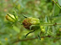 Image result for Bidens flagellata