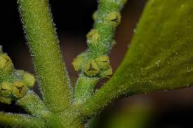 Image result for Viscaceae