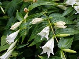 Image result for Gentiana asclepiadea alba