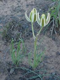 Image result for Albuca kirkii