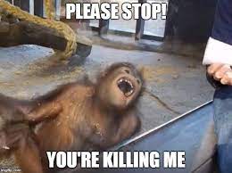 Should be burning in hell. Image Tagged In Orangutan Lmao Please Stop You Re Killing Me Imgflip