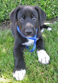 Black And White German Shepherd Mix Puppies The German Shepherd Lab Mix Shepador Labrottie Com Lab Mix Puppies Shepherd Mix Puppies Cute Dogs
