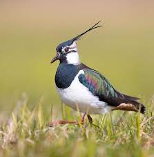 Vanneau oiseau migrateur