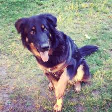 Der deutsche schäferhund ist eine der beliebtesten hunderassen. Welche Rassen Konnten In Meinem Hund Mischling Stecken Deutscher Schaferhund