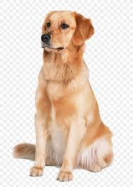 Golden Retriever Labrador Retriever Labradoodle Puppy Cat Png 852x1200px Golden Retriever Animal Carnivoran Clicker Companion Dog